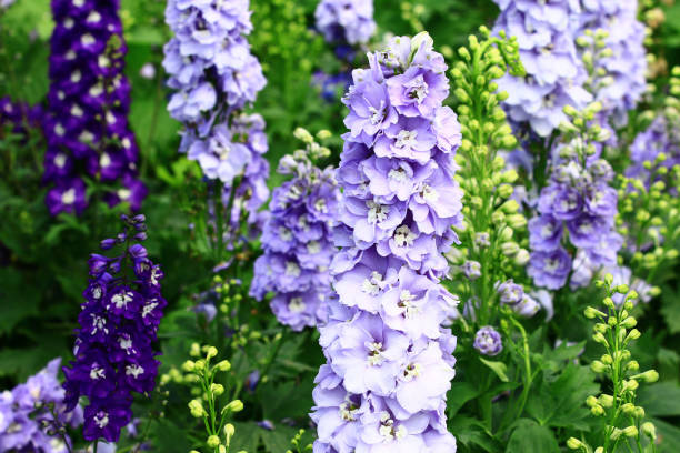 istock blooming Delphinium(Candle Delphinium,English Larkspur,Tall Larkspur) flowers 1470798991