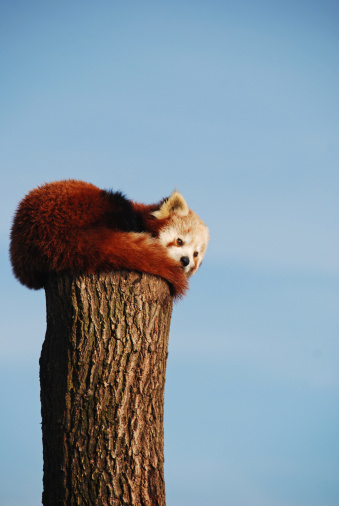 One red panda laying down on a tree trunk enyoing the sun heat.
