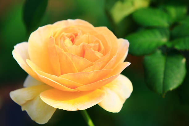 istock blooming romantic fresh yellow Rose 1470799217