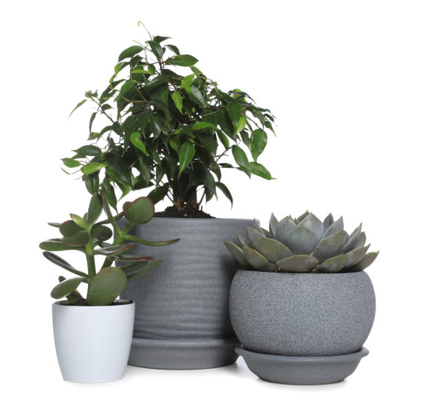 istock Different beautiful houseplants in pots on white background 1470799437