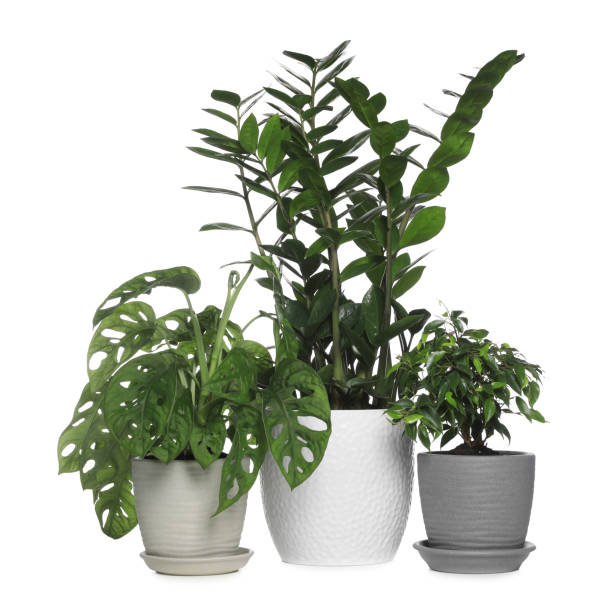 istock Different beautiful houseplants in pots on white background 1470799449