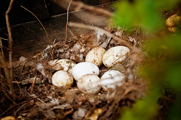 Mother goose de ovos - foto de acervo