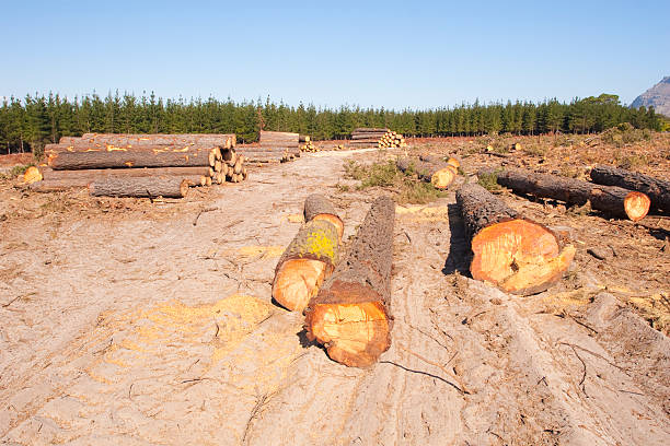 Tree logging stock photo
