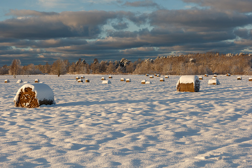 Winter landscape in countryside with snow covered straw rolls