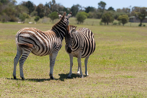 Two zebra stock photo
