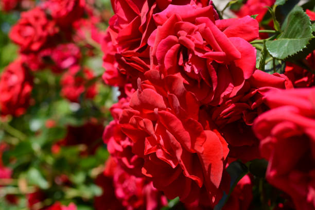 istock Beautiful blooming rose bush outdoors, closeup view 1470800210