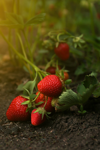 Strawberry plant with ripening berries growing in garden