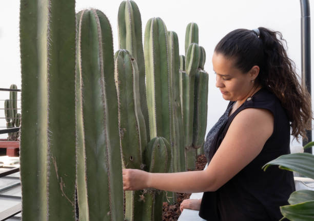 istock woman looks at cactus 1470800412