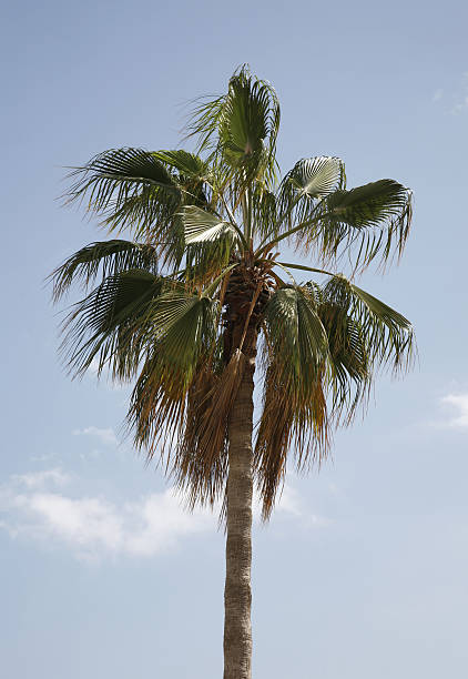 Single Tropical Palm Tree stock photo