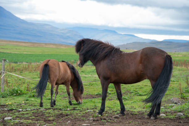 istock Beautiful landscape in Iceland with two horses 1470800761