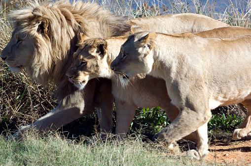 African Lion (Panthera Leo Krugen), and family sitting in the grassland, Western Cape Province, South Africa.