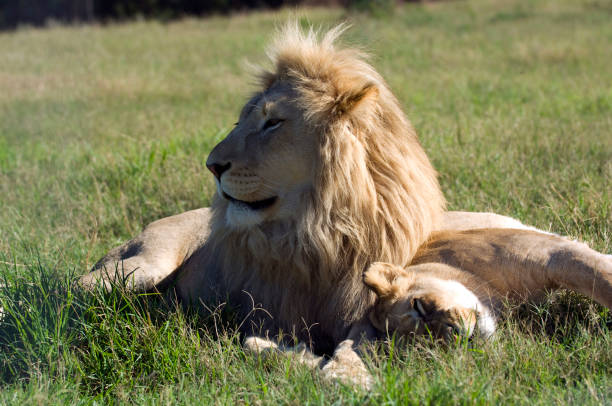 African Lion (Panthera Leo Krugen), and family sitting in the grassland, Western Cape Province, South Africa.