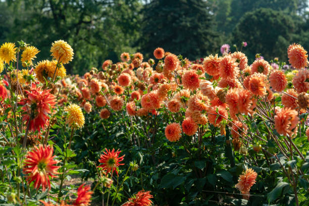 Amazing dahlia flowers in  Illinois