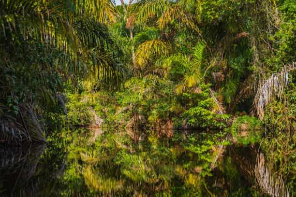 istock lush foliage reflections on the water 1470801575