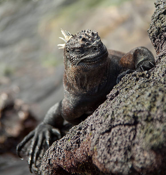 istock Marine Iguana Sunbathing on Rock 147080206