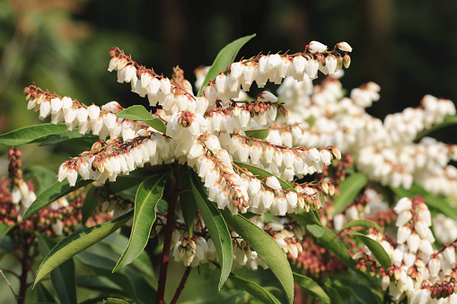 blooming flowers of the Pieris(Japanese Andromeda),close-up of white flowers blooming in the garden