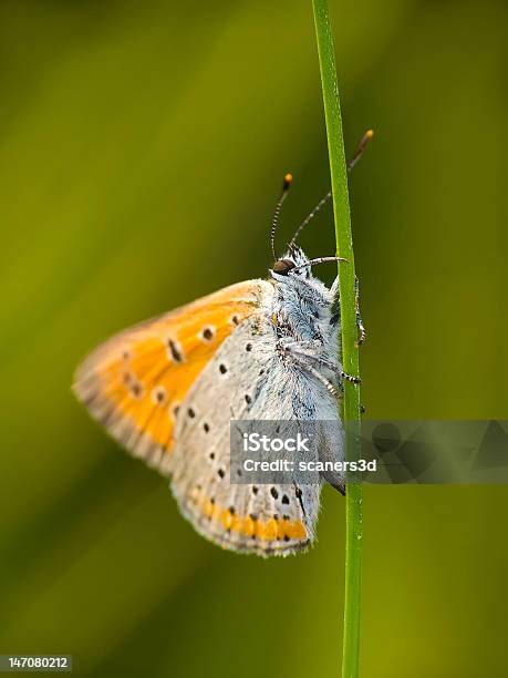 Mariposa Foto de stock y más banco de imágenes de Abdomen - Abdomen, Abdomen animal, Ala de animal