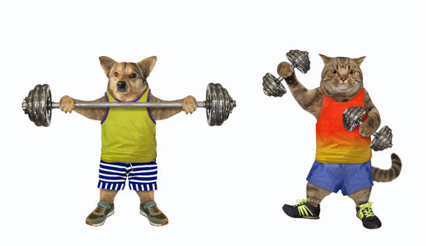 istock Dog and cat doing bodybuilding 1470802167