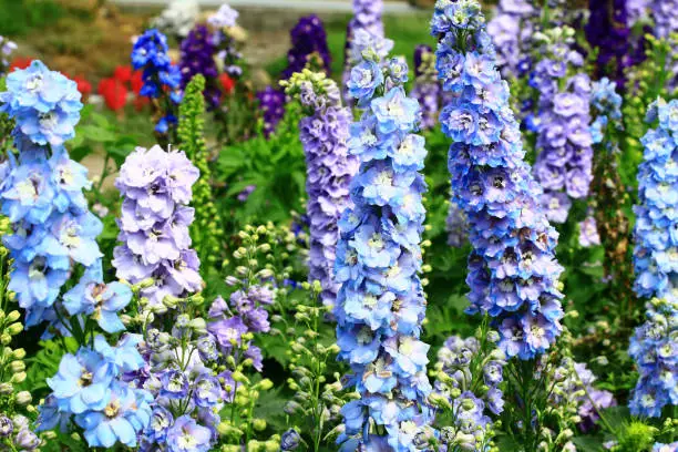 blooming Delphinium(Candle Delphinium,English Larkspur,Tall Larkspur) flowers,close-up of blue and purple Delphinium flowers blooming in the garden