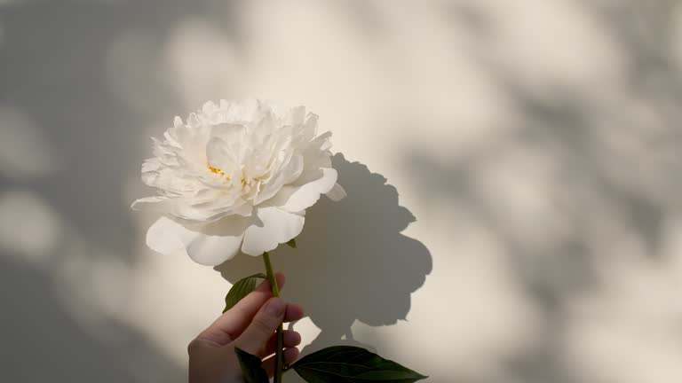 The girl holds a peony flower in her hand. Light and shadows from from leaves of the peony. Transparent soft light and shadow on wall. Space for text. Product presentation, mockup for advertising.