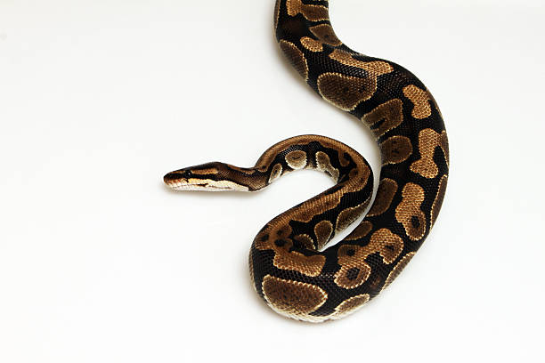 100+ Snake Royal Python Spiral Python Stock Photos, Pictures & Royalty ...