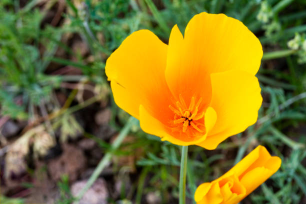 Close-Up Of Yellow Flower