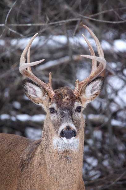 istock Whitetail Buck Portrait 1470803302