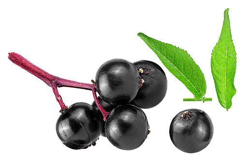 Close-up of Elderberries (Sambucus) and green leaves isolated on a white background. Cluster of black elderberry fruit.