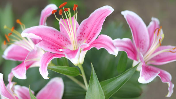 bouquet di grandi gigli. lilium, appartenente alle liliaceae. fiore di giglio rosa tenero in fiore. sfondo rosa dei fiori di giglio stargazer lily. primo piano di gigli di osservazione rosa e fogliame verde. estate - giglio giapponese foto e immagini stock