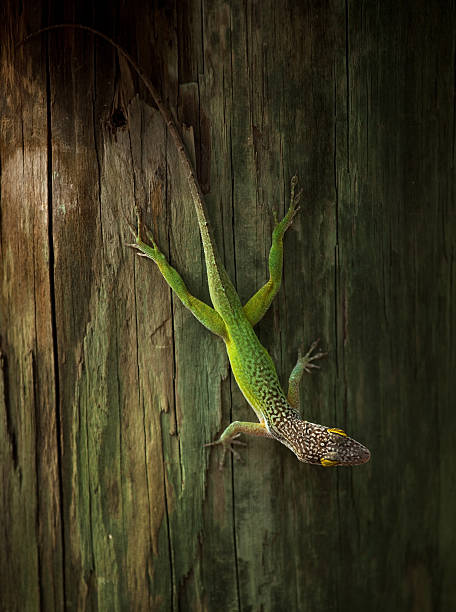 gecko verde - foto de stock