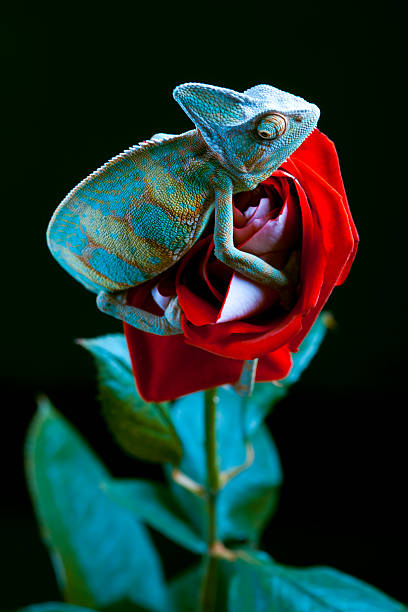 istock Beautiful big chameleon sitting on a flower 147080414