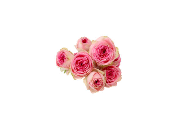 istock Bouquet of roses isolated on a white background. 1470804560