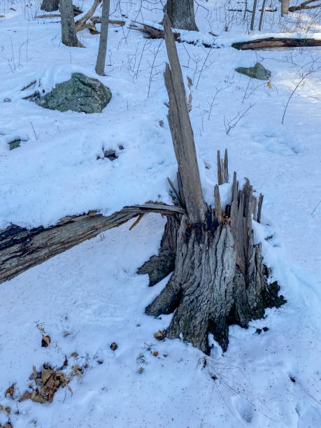 istock IMG_4165 Winter Snow Landscape - Lincoln, MA 1470805008