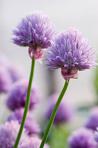 Chive Blossoms stock photo