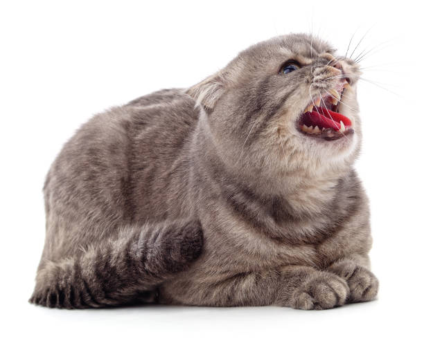 istock Gray little kitten screaming. 1470806343