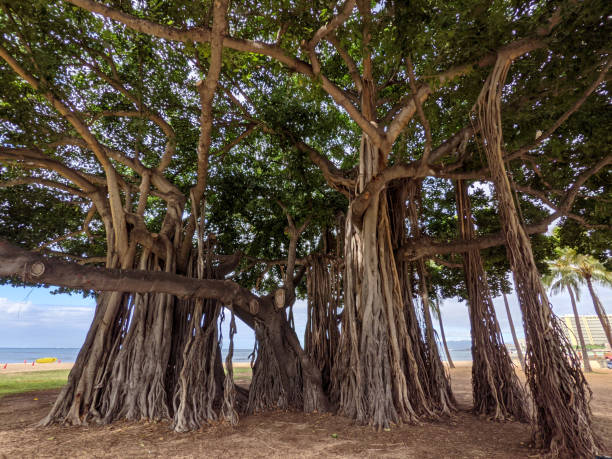 istock Find Shelter Under the Banyan Tree: A Hidden Oasis by Waikiki Beach 1470806409