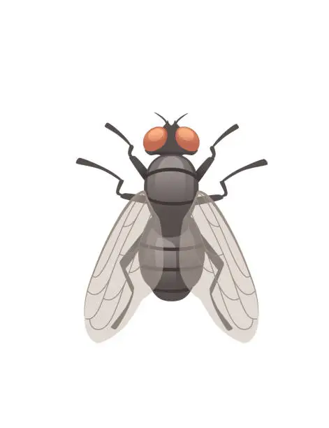 Vector illustration of Housefly flying insect cartoon fly design vector illustration on white background top view