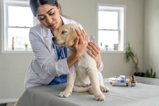 istock Female Veterinarian with a Puppy 1470806651