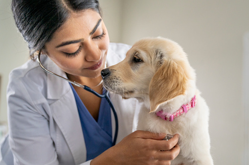 A female Veterinarian of Middle Eastern decent holds a Golden Retriever puppy up on her exam table as she gives him a check-up.  She is wearing a white lab coat and is smiling as she continues the examination.