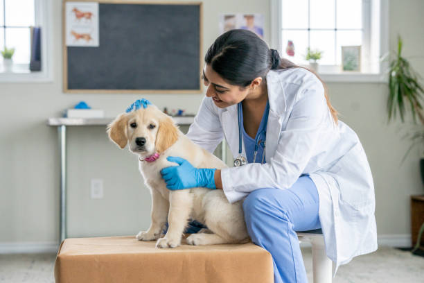 cachorro en el veterinario - vet veterinary medicine young women female fotografías e imágenes de stock