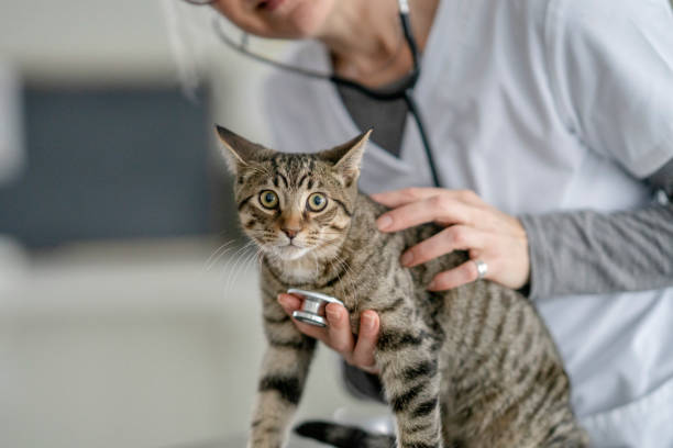 istock Female Veterinarian with a Cat 1470806689