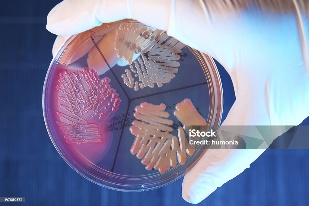 Bakterie patologicznych - Zbiór zdjęć royalty-free (Bakteria)
