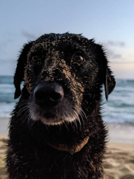 istock Sandy Black retriever Dog at Beach 1470806867