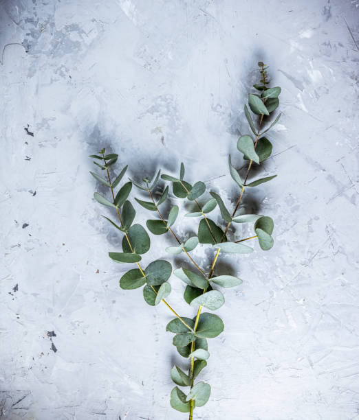 istock Eucalyptus leaves on light concrete background. Frame made of eucalyptus branches. 1470806956
