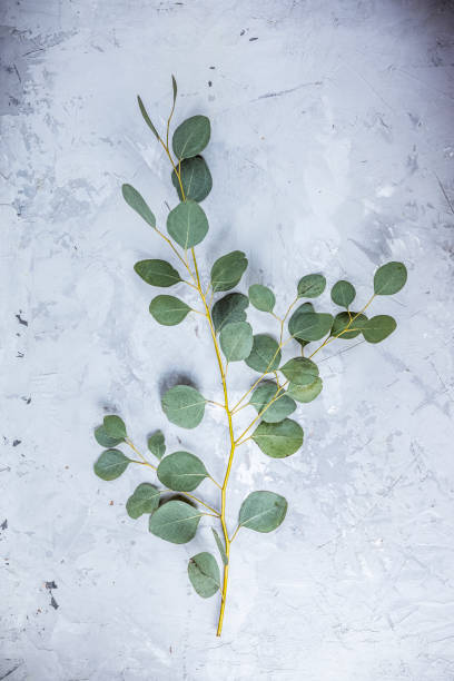 istock Eucalyptus leaves on light concrete background. Frame made of eucalyptus branches. 1470806961