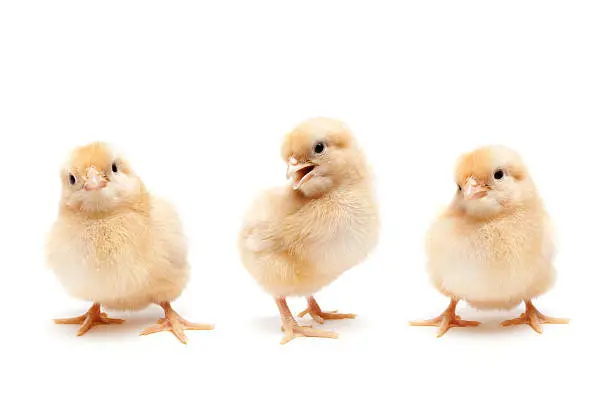 Three young fluffy baby chickens - set of cute individual chicks isolated on white - Buff Orpington