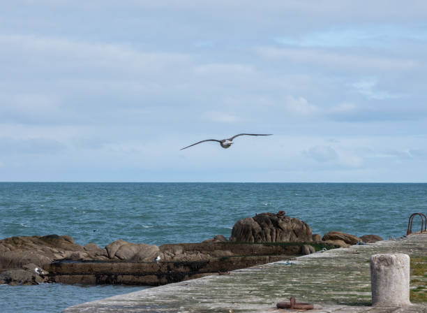 Seagull flying at Bullock Harbour in Dalkey, Dublin, Ireland