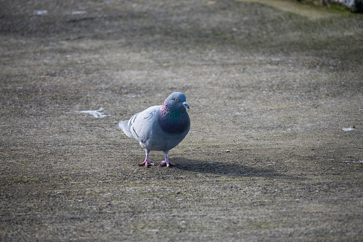 A pigeon walking