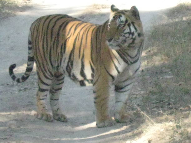 istock Tiger Awestruck 1470808622