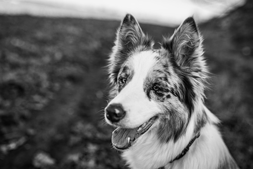 Black and white portrait of Border Collie, detail of a head